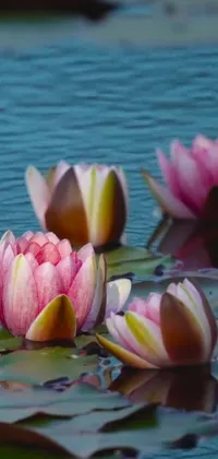 Display a mesmerizing live wallpaper on your phone with this stunning image of water lilies floating in a serene body of water