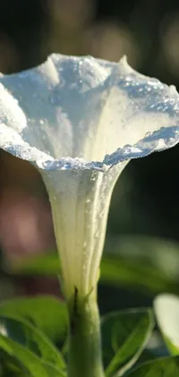 This phone live wallpaper captures the beauty of a white flower in a gentle green light
