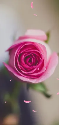 This stunning live wallpaper for your phone features a close-up of a vibrant pink rose in a clear vase
