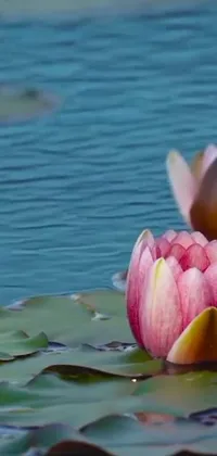 This live wallpaper depicts pink flowers atop a serene body of water accompanied by a lotus