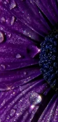 This stunning phone live wallpaper showcases a close-up view of a purple flower glistening with water droplets