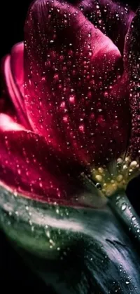 This phone live wallpaper showcases a stunning close-up of a dark red tulip