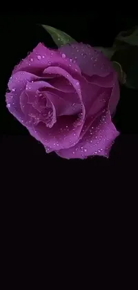 This purple rose live wallpaper includes water droplets, adding a pop of excitement and realism to the elegant design