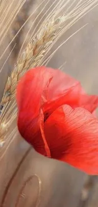 Admire the gorgeous natural world on your phone with this striking live wallpaper, showcasing a vibrant red poppy situated in a vast wheat field