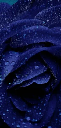 This live phone wallpaper features a stunning blue rose with water droplets, set against a navy-blue background