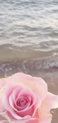This live wallpaper showcases a beautiful pink rose resting on a sandy beach, serving as a perfect backdrop for your phone screen