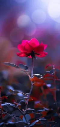 This phone live wallpaper showcases a beautiful close-up of a flower with a blurred background in a romantic and dreamy style