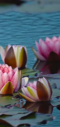 This phone live wallpaper features a group of serene pink flowers floating calmly on top of a tranquil body of water