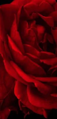This phone live wallpaper showcases a striking image of a red rose against a black background