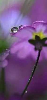 This stunning live wallpaper for phones displays a captivating image depicting luscious purple flowers, adorned with water droplets