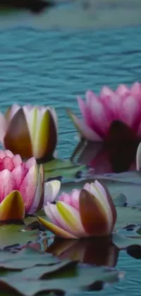 This serene phone live wallpaper boasts a group of pink lily flowers delicately floating atop a peaceful body of water