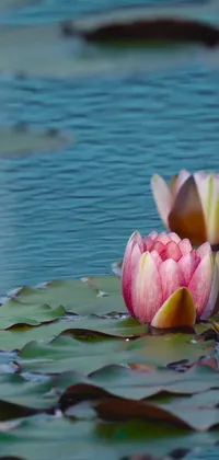 Looking for a stunning phone live wallpaper that showcases the beauty of nature? Check out this beautiful pond scene featuring two pink flowers floating effortlessly on its surface