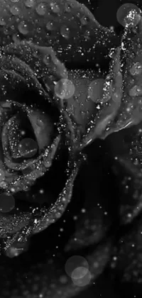 This cellphone wallpaper showcases a stunning black rose with water droplets in a gothic and romantic style