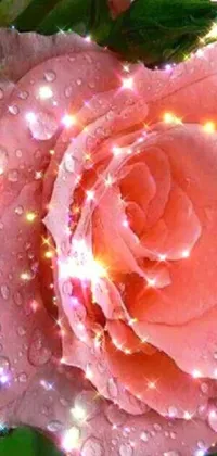 This pink rose live wallpaper is a stunning representation of romance and magic