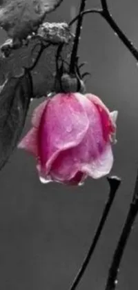 This stunning live phone wallpaper showcases a black and white photo of a trending pink rose, symbolizing romanticism through its dying breath