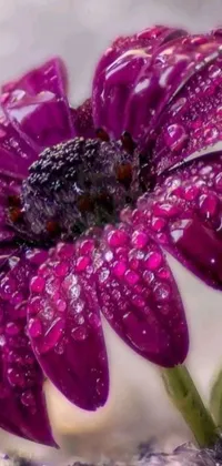 Bring the beauty of nature to your phone wallpaper with this stunningly realistic depiction of a purple flower with dewdrops