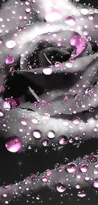 This phone live wallpaper is a unique and captivating design featuring a close-up of a pink and black floral arrangement with water droplets glistening on the petals