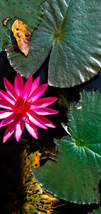 This phone live wallpaper features a pink flower on top of a leaf-covered pond, creating a serene scene with lush colors that pop against a black background