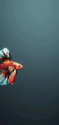 This live wallpaper features a beautiful red-colored flying fish, captured in a photorealistic painting with long, flowing fins and tail