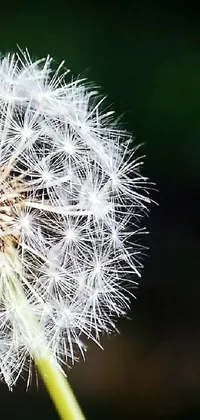This dandelion live wallpaper is a stunning and hyper-realistic piece of art