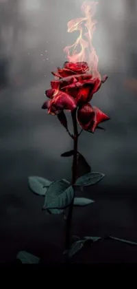 This phone live wallpaper features a beautiful red rose surrounded by delicate petals set against a black background