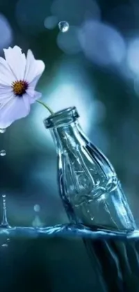 This stunning live wallpaper for your phone showcases a transparent glass bottle with a beautiful flower emerging from it