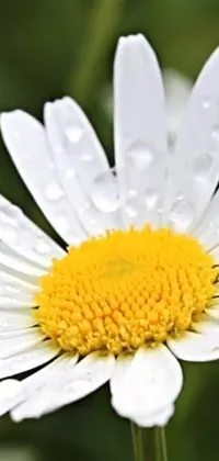Looking for a phone wallpaper that showcases nature? Check out this beautiful design that features a photorealistic picture of a chamomile flower with water droplets on it