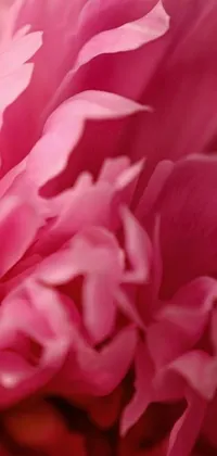 This phone live wallpaper features a breathtaking, detailed macro photograph of a pink peony flower in full bloom, lending a serene and calming atmosphere to your phone