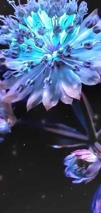 This stunning phone live wallpaper showcases a striking macro photograph of a blue and purple flower on a black background