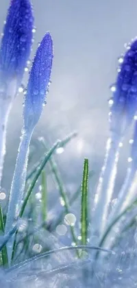 If you're a fan of purple flowers, this live wallpaper will blow you away