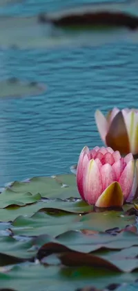 This live wallpaper for your phone features two gentle pink flowers floating atop a serene body of water