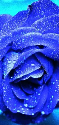This stunning phone live wallpaper showcases a mesmerizing close-up of a shimmering blue rose covered in dewdrops