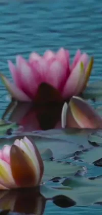 This live phone wallpaper features a tranquil and mesmerizing scene of water lilies floating on top of a body of water