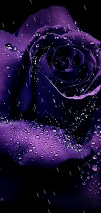 Looking for a visually stunning live wallpaper for your phone? Look no further than this captivating purple rose design by a noted artist