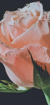 This romantic live wallpaper features a pink rose with water droplets that exude natural beauty