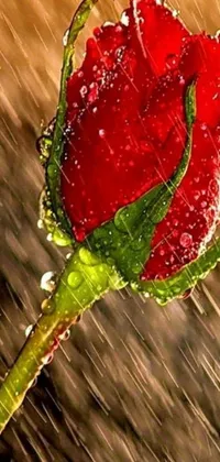 This phone live wallpaper showcases a stunning close-up of a beautiful red rose in the rain