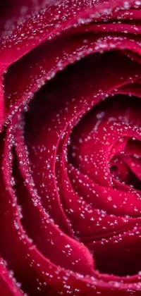 Looking for an exquisite live wallpaper for your phone? Check out this beautiful image of a red rose with water droplets in 4K resolution