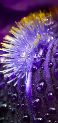 This stunning phone live wallpaper features a macro photograph of a purple flower with water droplets