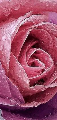 This live phone wallpaper showcases a stunning macro photograph of a pink rose with water droplets