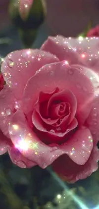 This phone live wallpaper showcases a digitally created pink rose with water droplets adding depth and splendor to its petals