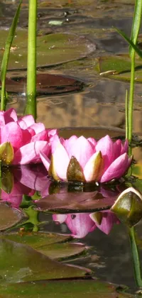 This beautiful phone live wallpaper depicts pink flowers floating on a serene pond
