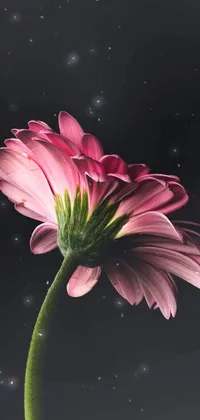 This phone live wallpaper depicts a single pink flower in stunning detail against a black background