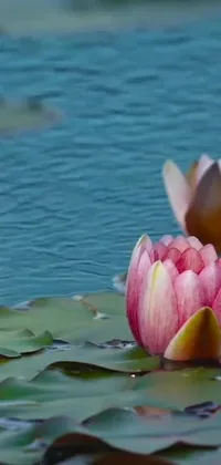 This stunning live phone wallpaper features two water lilies floating on a calm body of water