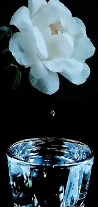 The phone live wallpaper features a beautiful white flower floating in a glass of sapphire blue water