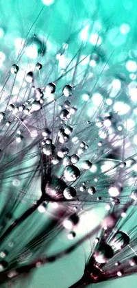This mobile wallpaper features a captivating photograph of water droplets on a dandelion