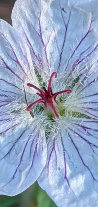 This phone live wallpaper displays a stunning purple and white flower with thin red veins, captured in incredible detail by the artist Anna Haifisch