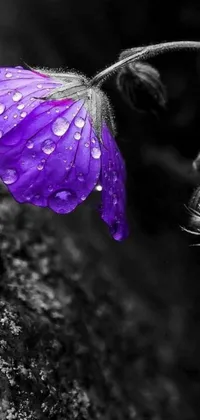 This live wallpaper for mobile devices features a stunning macro photograph of a purple flower sitting on top of a rock
