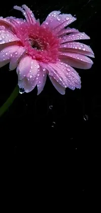 This Live Wallpaper boasts a beautiful, pink flower with droplets of water with a 480p resolution and candid feel