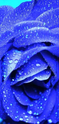 The Phone Live Wallpaper showcases a stunning close-up view of a purple rose with water droplets