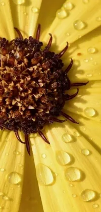 This stunning phone live wallpaper boasts a photorealistic close-up of a yellow daisy flower adorned with water droplets